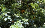tatsächlich, auf Mainau wachsen Apfelsinen